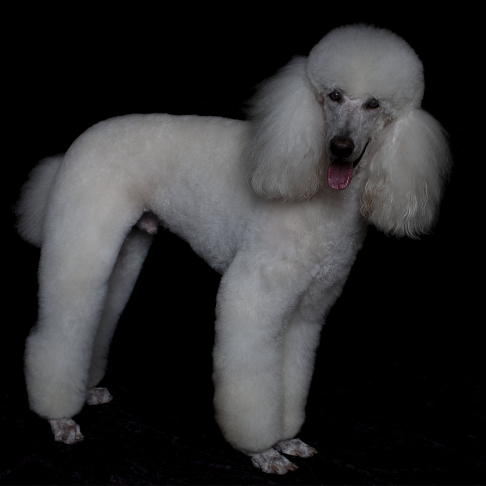Ace of  Hearts Photo poodle NYC.jpg